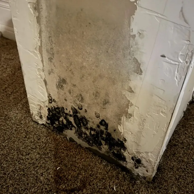 Professional Mold Removal in Williams, AZ